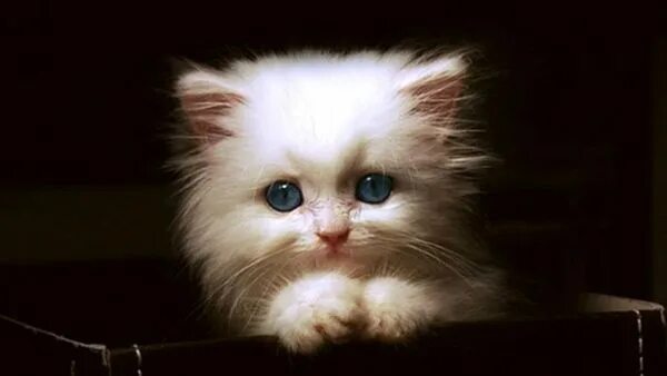 Котенок фото скучаю Pin en KYRA B3RL