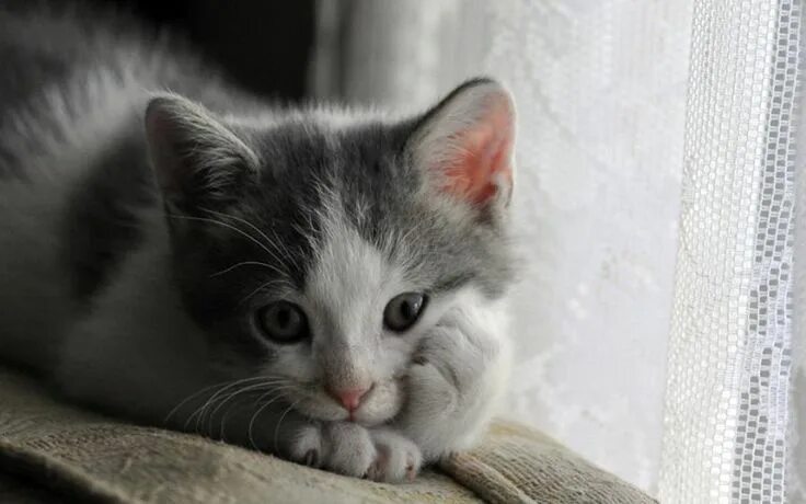 Котенок фото скучаю Kittens Wallpaper: Cute Kitten Kittens cutest, Cute cats, Crazy cats