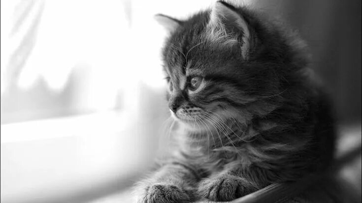 Котенок фото скучаю Cicád életkora! Free cats, Grey cat wallpaper, Cats