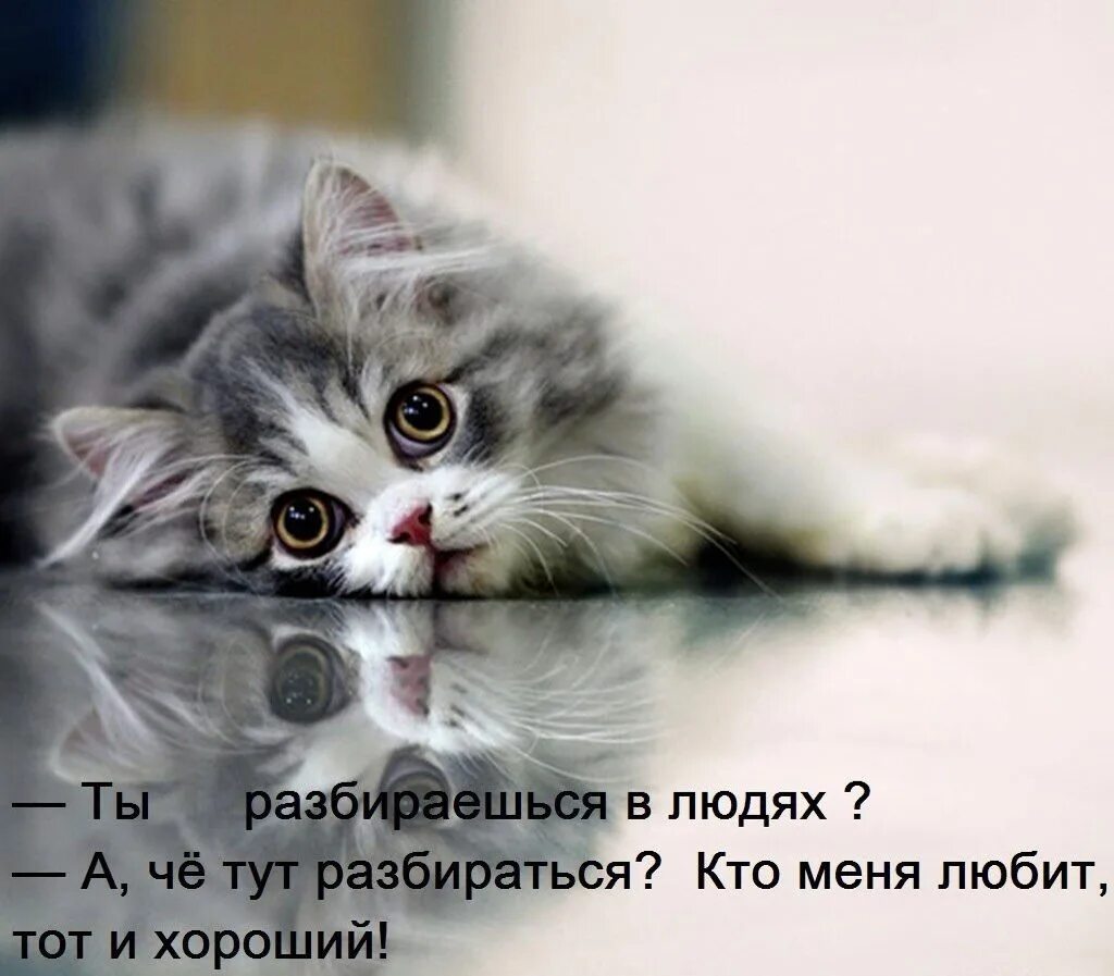 Котенок фото скучаю КОТОМУДРОСТИ - "Country Gold" питомник мейн-кунов