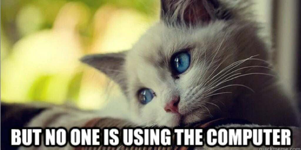 Котенок фото скучаю Pre-caffeine tech: Syrian hacks, first world cats