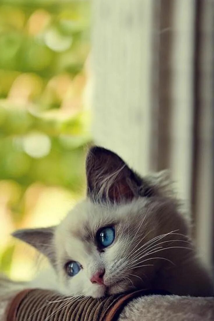 Котенок фото скучаю Pin by Unicorn on Cute Animals Kitten wallpaper, Cute kittens images, Kittens cu