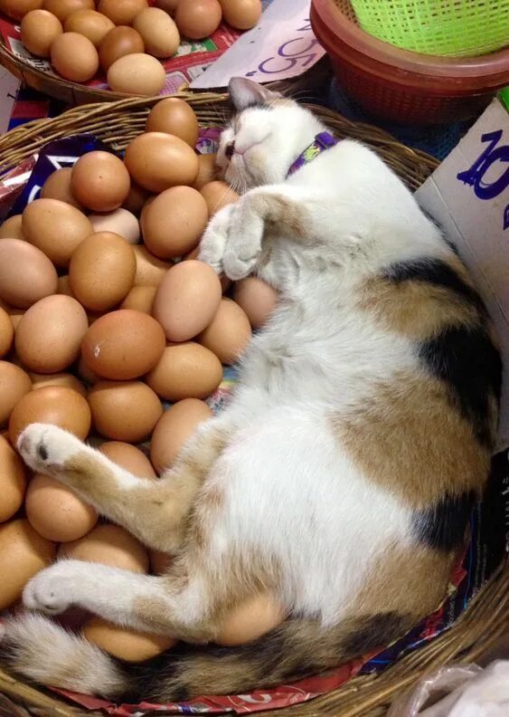 Котенок фото яиц Can Cats Eat Eggs? Are Eggs Good For Cats? - CatTime Cute cats, Cute cats and ki