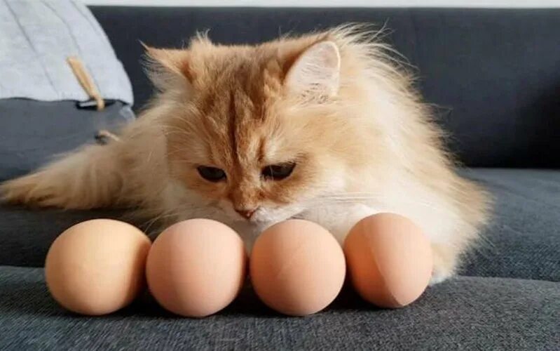 Котенок фото яиц Флешмоб дня: что будет, если дать кошке сырое яйцо - Питомцы Mail