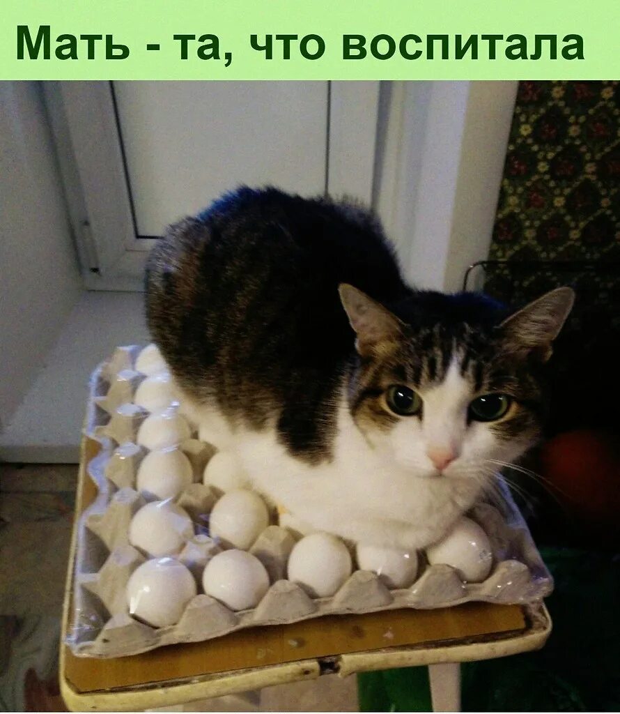 Котенок фото яиц Чyжих детей не бывает