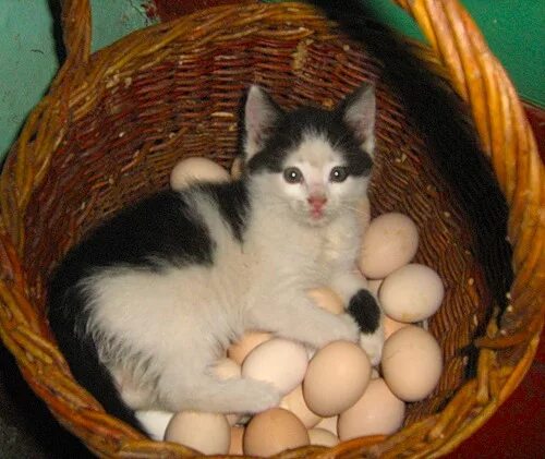 Котенок фото яиц Ответы Mail.ru: Котята рождаются из яиц