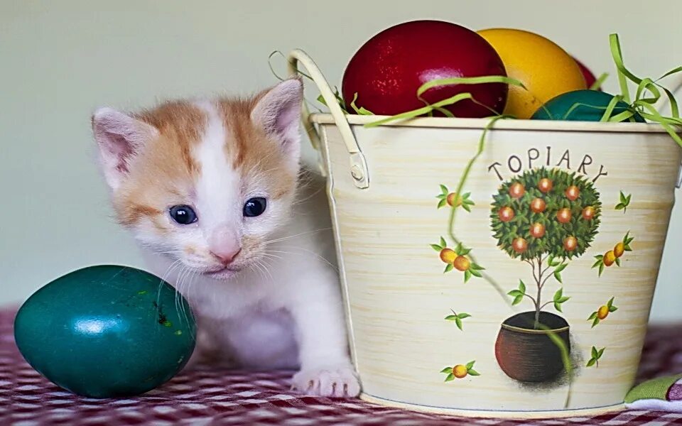 Котенок фото яиц Пазл "Пасхальный котик" из 160 элементов Собрать онлайн пазл № 255825