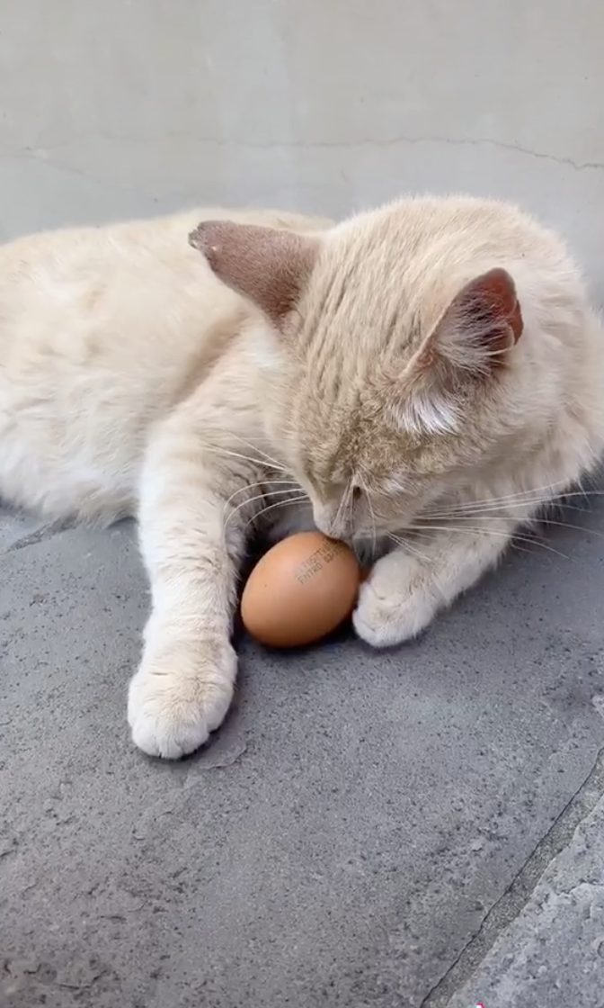 Котенок фото яиц 猫 に 卵 を あ げ る と 大 事 に 扱 う".TikTok で エ ッ グ チ ャ レ ン ジ が 流 行 中