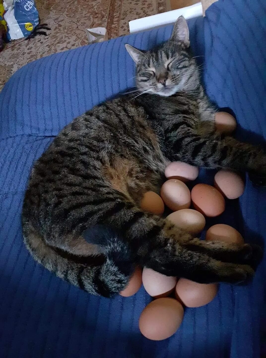 Котенок фото яиц cats (прикольные картинки с кошками) / смешные картинки и другие приколы: комикс