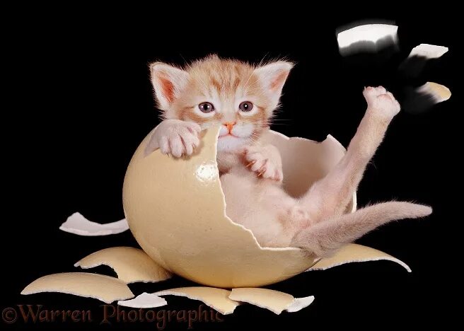 Котенок фото яиц Kitten in egg photo WP04177