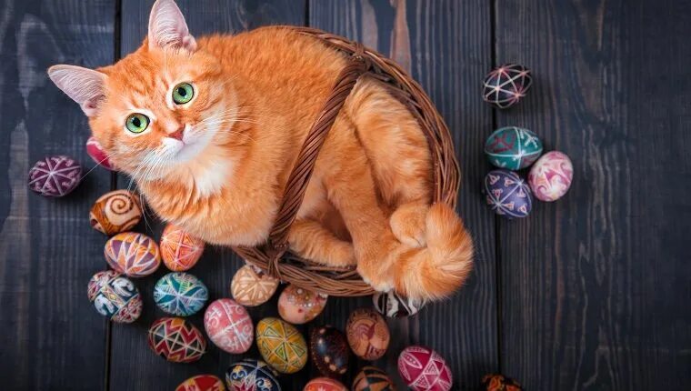 Котенок фото яиц Easter Safety Tips For Cat Owners Chat rouge, Oeufs de paques, Fête de pâques