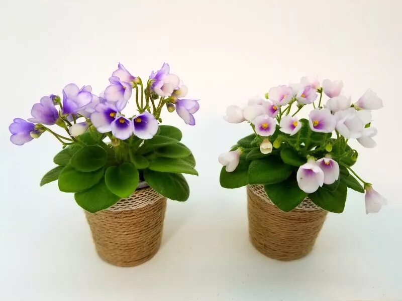 Котенок гав фиалка фото Virtual Violet :: Просмотр темы - Сравнительные фото фиалок