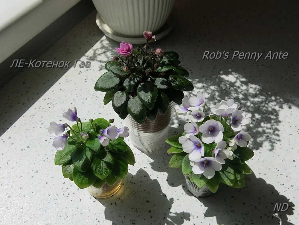 Котенок гав фиалка фото Virtual Violet :: Просмотр темы - ЛЕ-Котенок Гав (Е.Лебецкая)