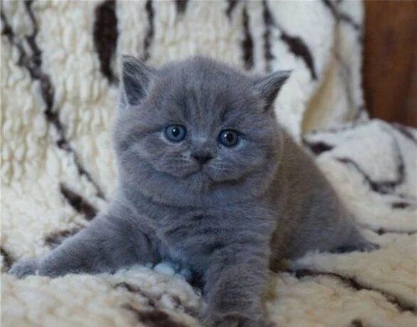 Котенок голубого окраса фото Британские тяжеловесы - купить в Красноярске, цена 4 000 руб., продано 30 апреля