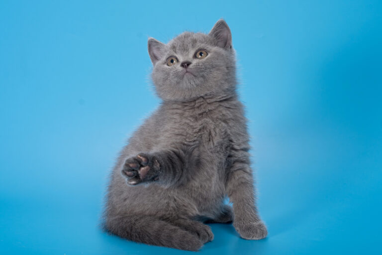 Котенок голубого окраса фото Британские котята голубого окраса, мальчик Thomas (Томас), помет от 3.02.2024 - 