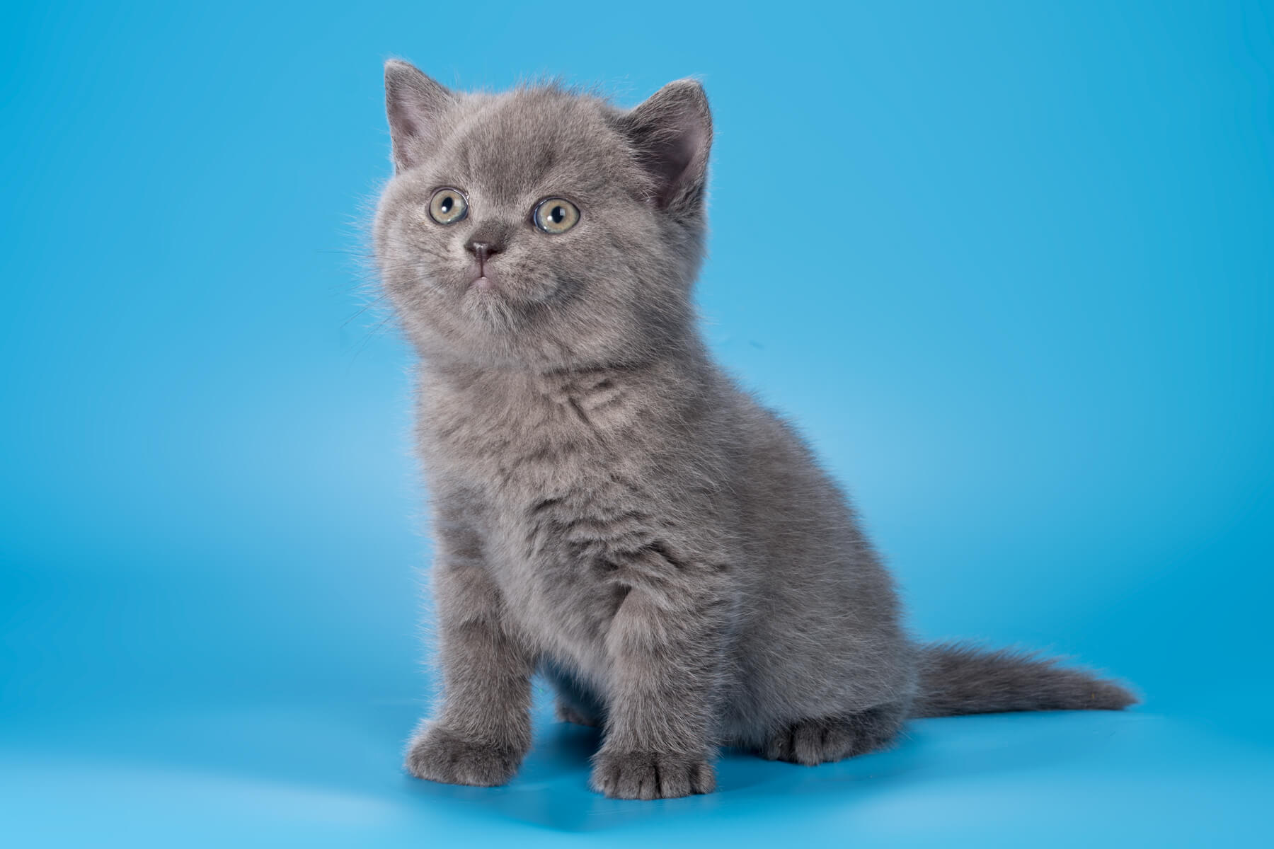 Котенок голубого окраса фото Купить британского голубого котёнка Tiger помёт "T" от 03.02.24г.