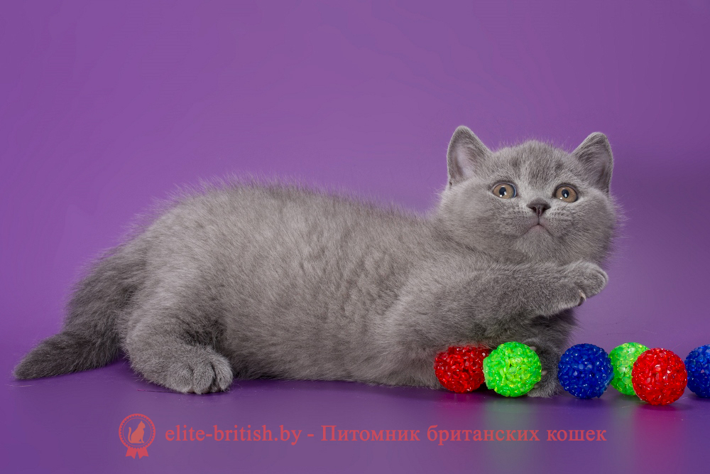 Котенок голубого окраса фото Британские котята голубого окраса, мальчик Thomas (Томас), помет от 3.02.2024 - 