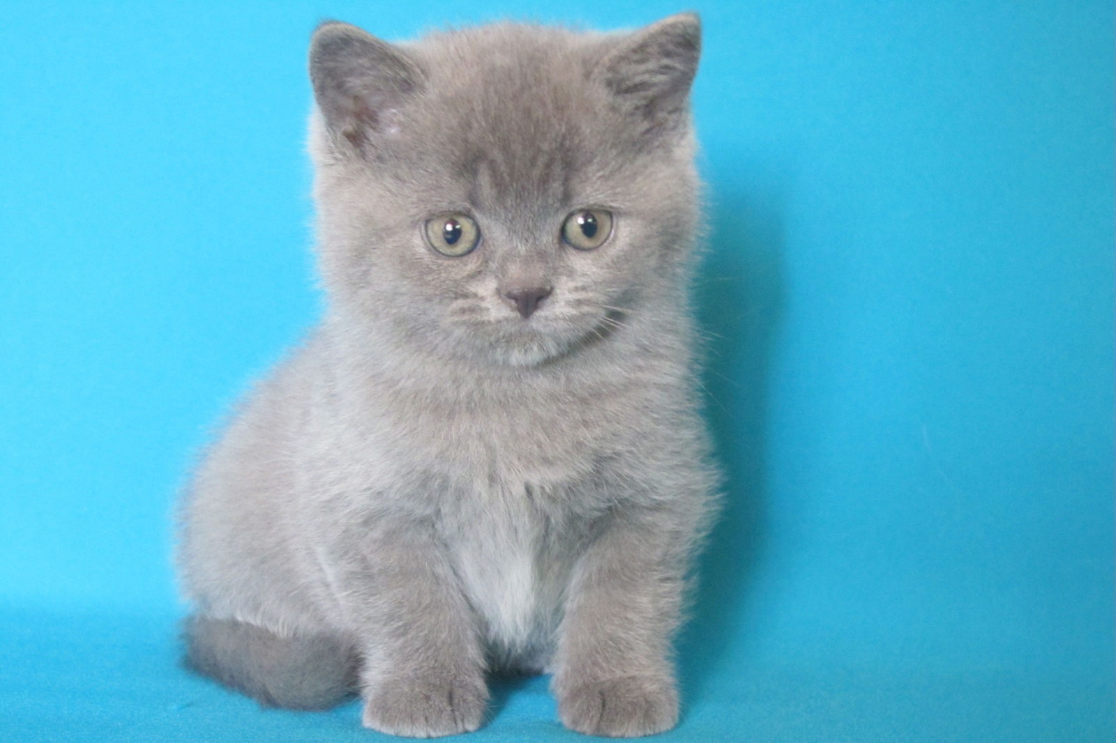 Котенок голубого окраса фото Котенок мальчик британский короткошерстный (британец) голубой (серый) Dylan Vali