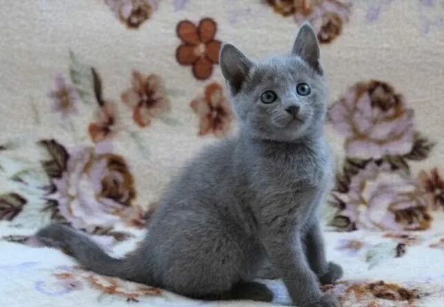 Котенок голубого окраса фото Голубые котята от породистых родителей - Доска бесплатных объявлений Mur.tv