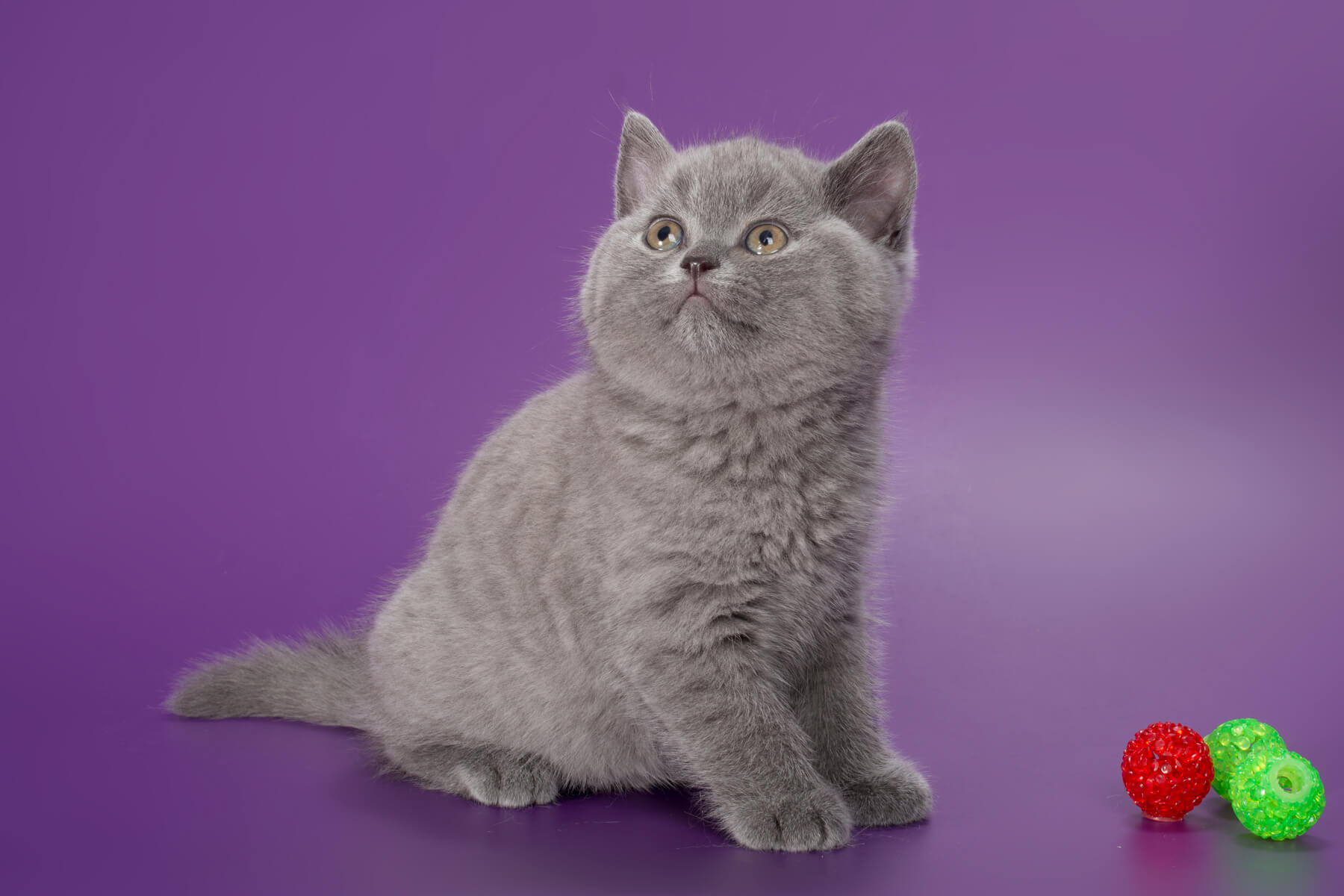 Котенок голубого окраса фото Купить британского голубого котёнка кошкуTinkerbell, от 03.02.24г