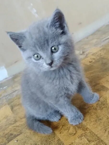 Котенок голубого окраса фото Who has a cat like that????? 2023 ПВЖ VK