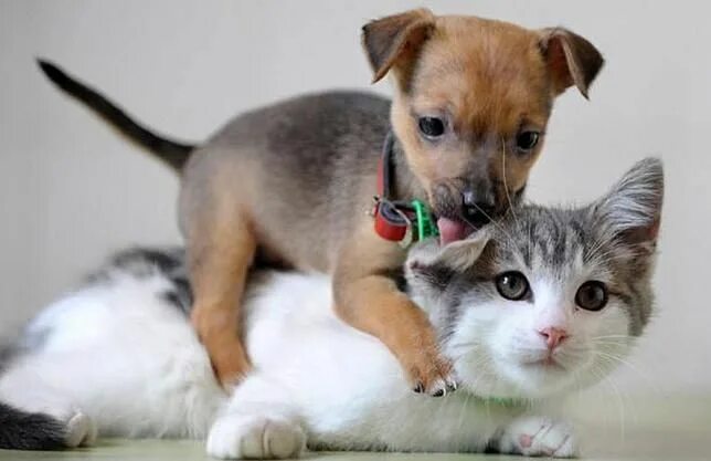 Котенок и щенок фото мило smeshnye_kotyata_i_shenki_foto_27 (644x417, 29Kb) Kittens and puppies, Funny cat