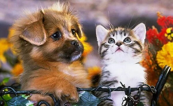 Котенок и щенок фото мило Похожее изображение Kittens and puppies, Puppies, Kittens