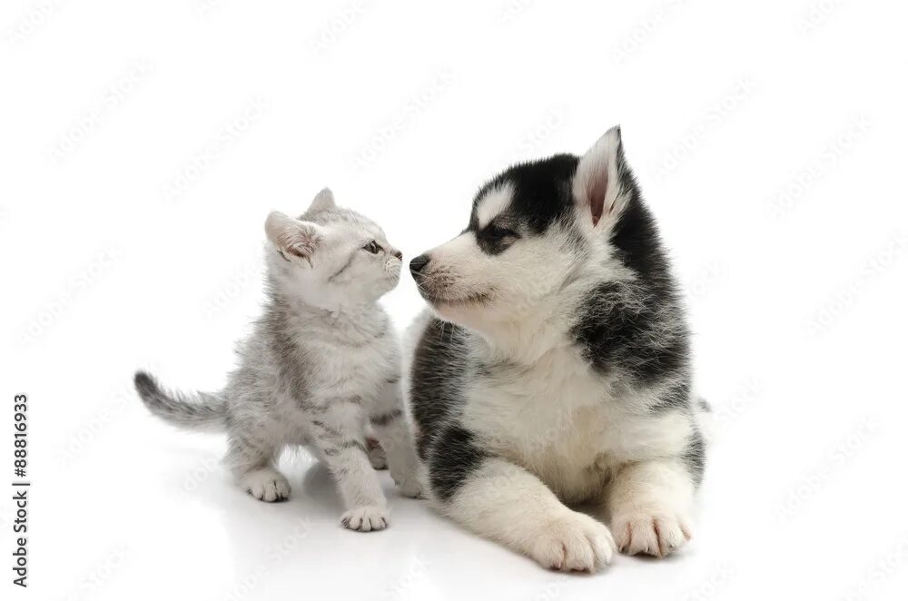 Котенок и щенок фото мило Cute puppy kissing cute tabby kitten on white background фотография Stock Adobe 