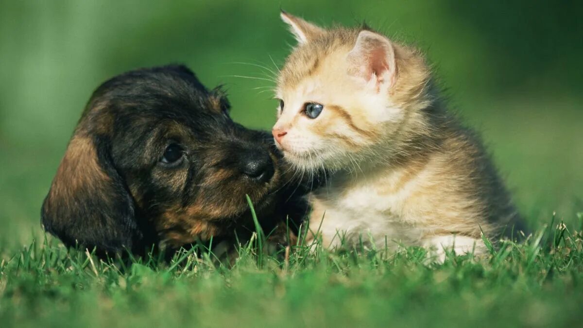 Котенок и щенок фото мило The best dog and cat names