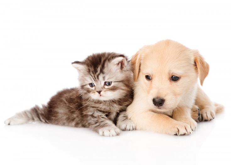 Котенок и щенок фото мило Kitten and Puppy' Poster, picture, metal print, paint by Naso Displate Kittens a