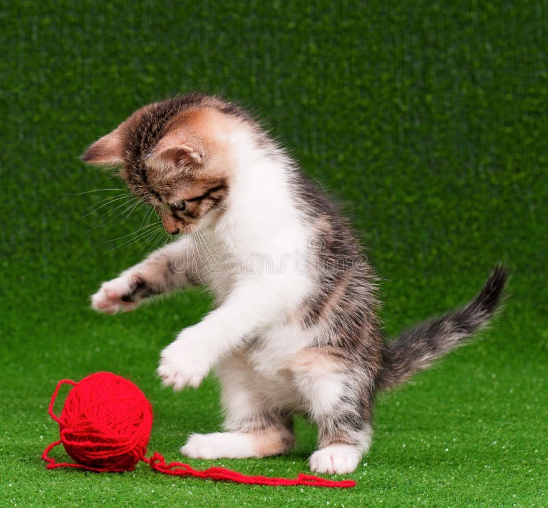 Котенок играет фото Kitten playing isolated stock image. Image of leap, action - 62087561