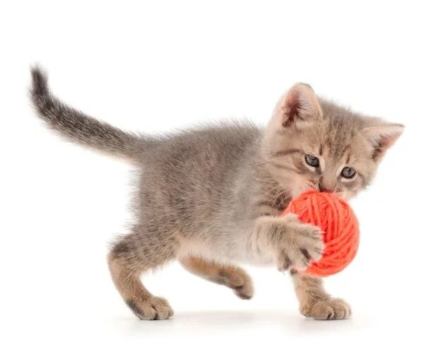 Котенок играет фото страница 3 Игрушка кошка Изображения - скачать бесплатно на Freepik