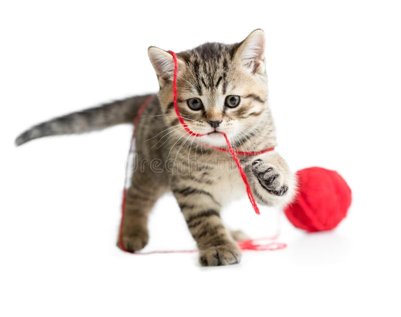 Котенок играет фото Kitten Playing Red Clew Isolated Stock Photo - Image of scottish, thread: 365322