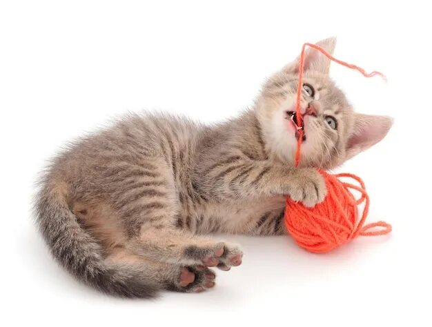 Котенок играет фото Premium Photo Little kitten playing with a ball of yarn