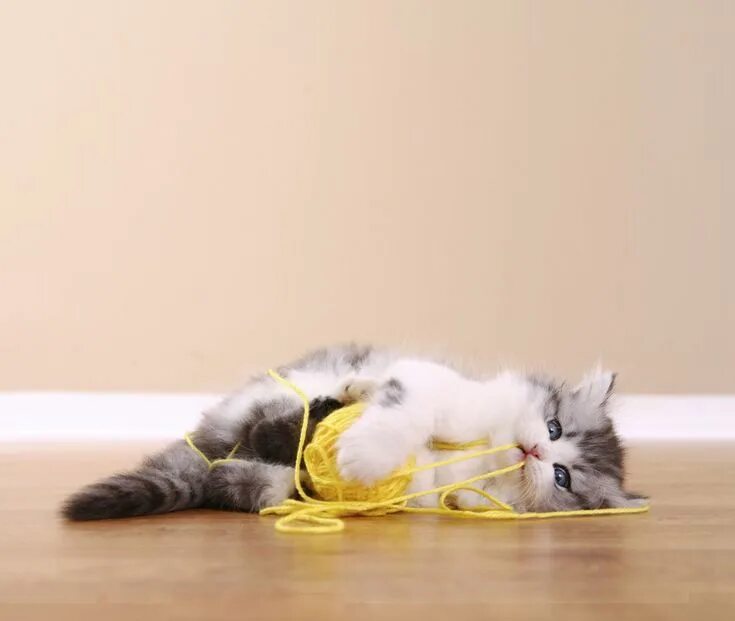 Котенок играет фото What to Do When Your Cat Swallows String