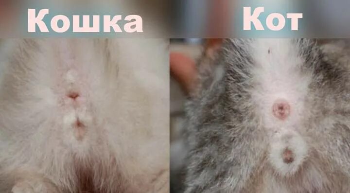 Котенок или кошка как определить фото Определение пола котят и взрослых кошек и котов несколькими способами +Видео buz