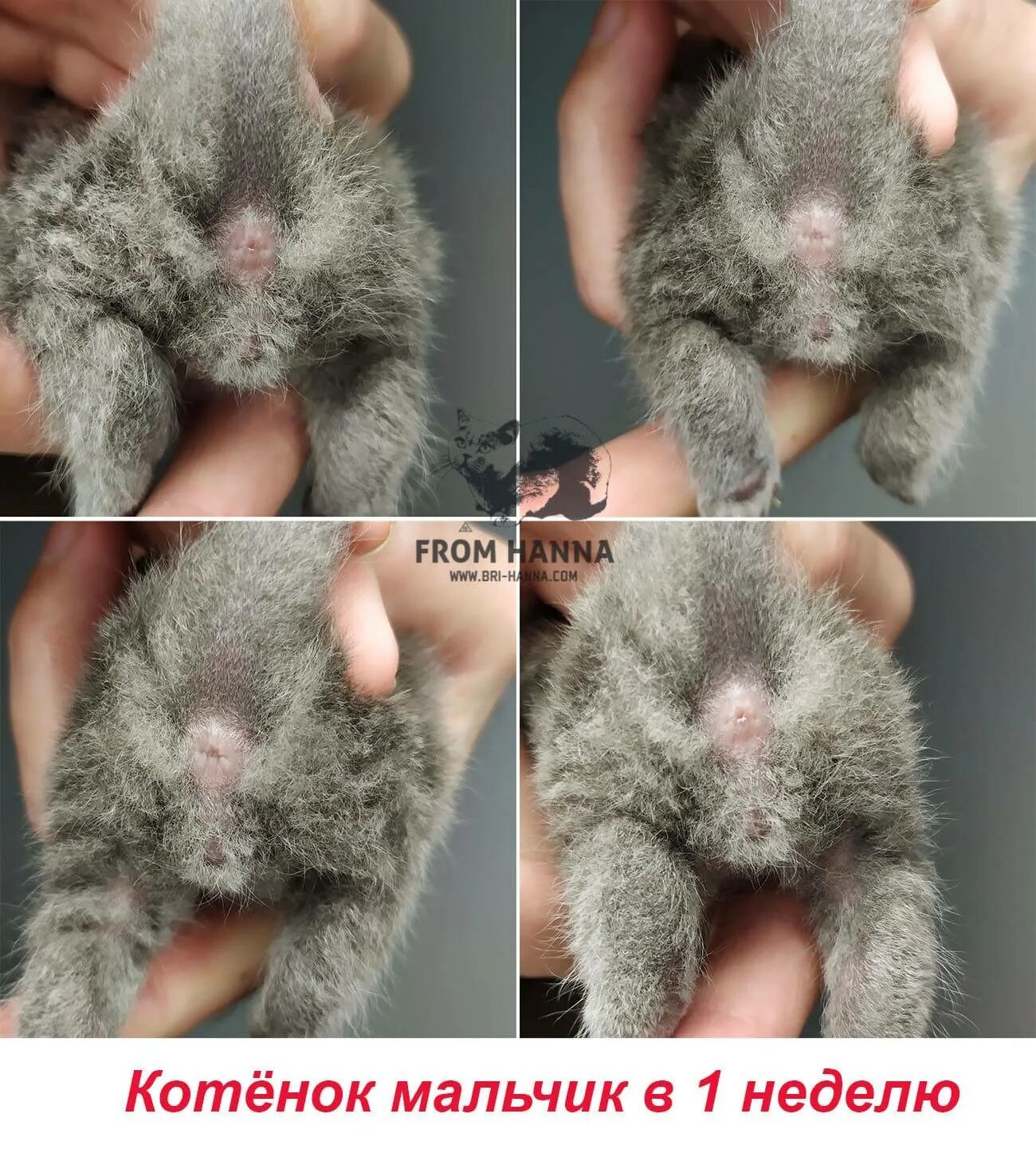 Котенок или кошка как определить фото Как отличить кота от кошки