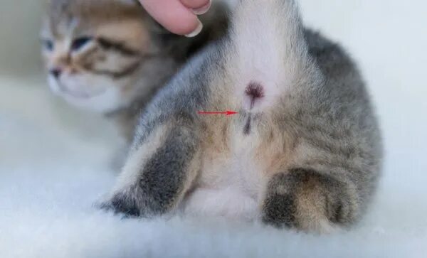 Котенок или кошка как определить фото Как определить кот или кошка у новорожденных котят: фото