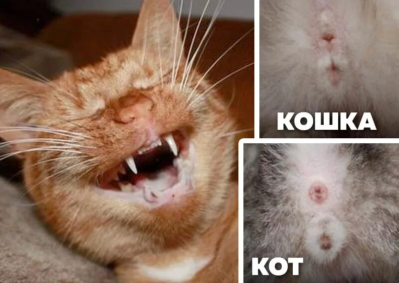 Котенок или кошка как определить фото Ответы Mail.ru: Как узнать пол новорожденного котёнка