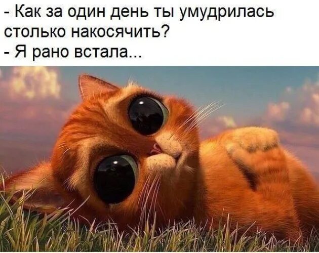 Котенок из шрека с глазами фото Лента по интересам - Юмор - 817082 - Tabor.ru