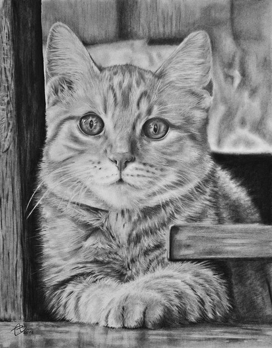 Котенок карандашом фото Kitty by kornrad on DeviantArt Pencil drawings of animals, Cat art, Cat coloring
