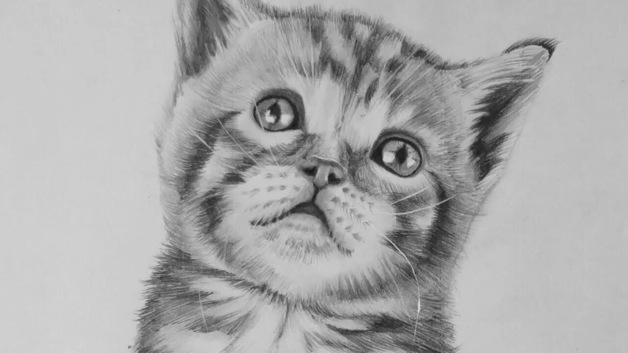 Котенок карандашом фото Drawing a Realistic Baby Kitten - Cute Cat - YouTube