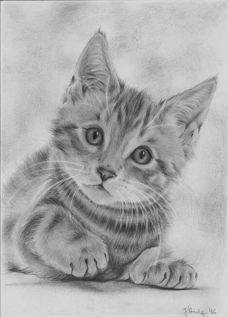 Котенок карандашом фото Stunning "Catdrawings" Artwork For Sale on Fine Art Prints