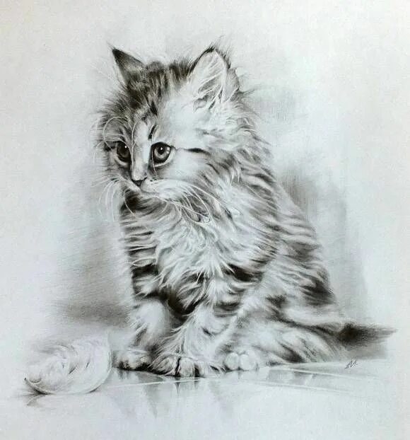 Котенок карандашом фото Merkulova Nastia - котёнок Дейзи Бена Тороде Cats, Little kitty, My pictures