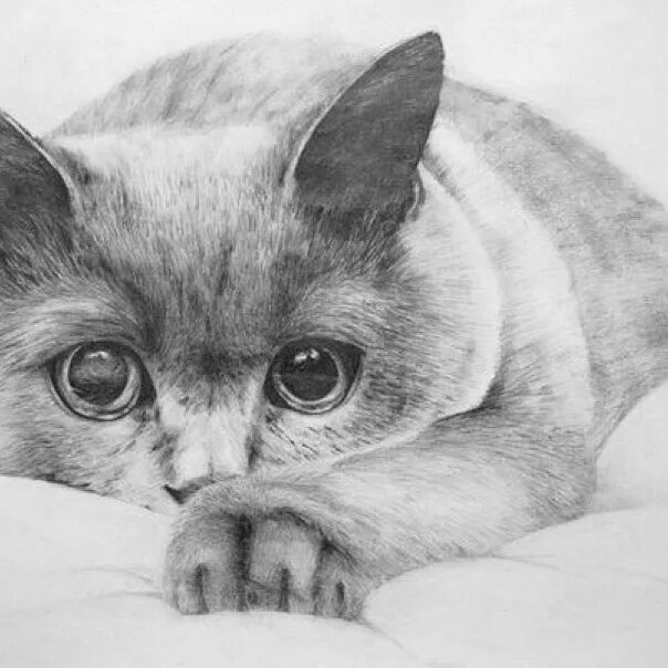 Котенок карандашом фото марина. Профиль пользователя на Авито