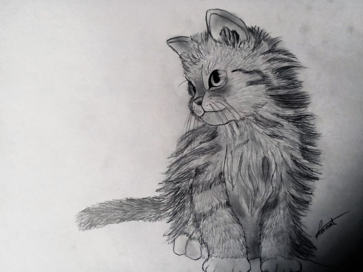 Котенок карандашом фото Comment dessiner un chaton (débutant) Chat trop mignon, Dessin chat, Coloriage c