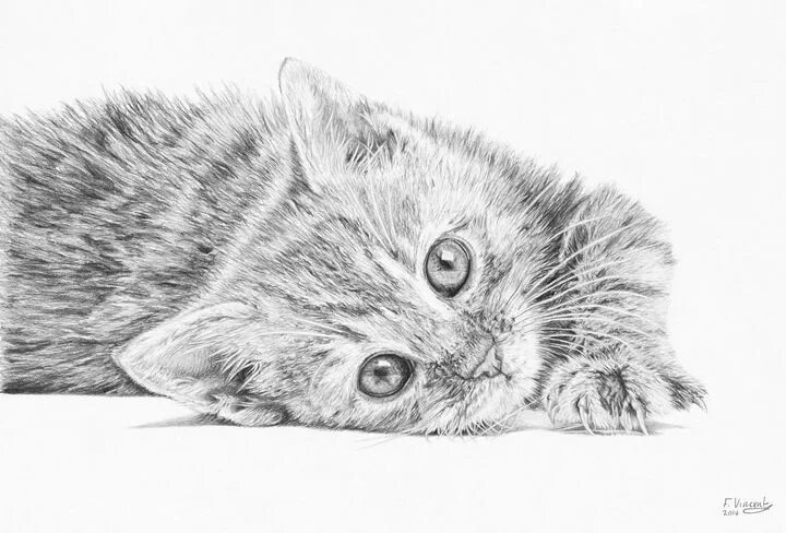 Котенок карандашом фото Curious Kitten - Frances Vincent Arts Animal art, Cat drawing, Drawings