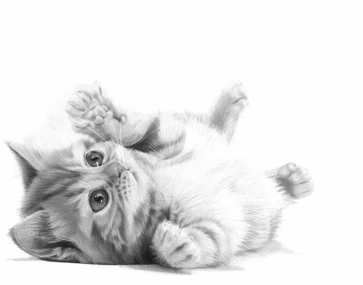Котенок карандашом фото Puddy Cat Pencil Drawing KevsArt.com Pencil drawings of animals, Drawings, Drawi