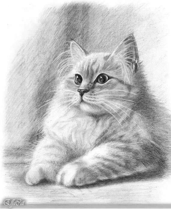Котенок карандашом фото Pin by Pam Pingitore on Watercolor in 2022 Custom cat portrait, Cat drawing, Ani