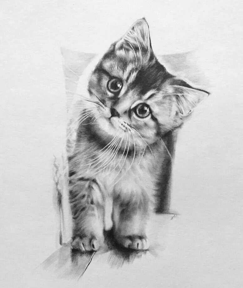 Котенок карандашом фото My pictures panosundaki Pin